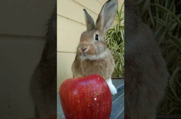 cute Bunny Shorts #dewanganrabbitfarming #rabbit #youtubeshortvideo #shorts