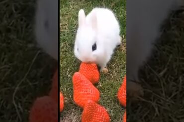 cute rabbit / A beautiful moment #shorts