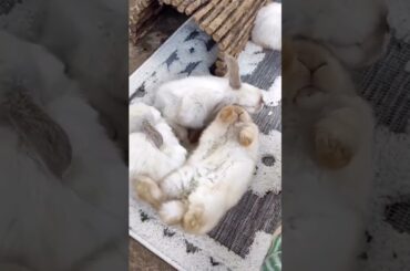 Rabbit Flip #short #shorts #viral #trending #youtube #ytshorts #viralshorts #shortvideo #cute #baby