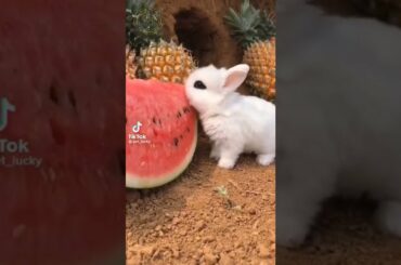 Cute Rabbit | Rabbit Eating | TikTok Compilation