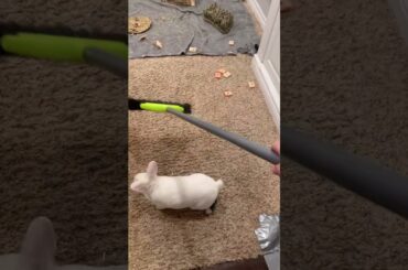 Funny Rabbit Video #short #shorts #viralshorts #baby #pet #viral #youtube #trending #ytshorts #pets