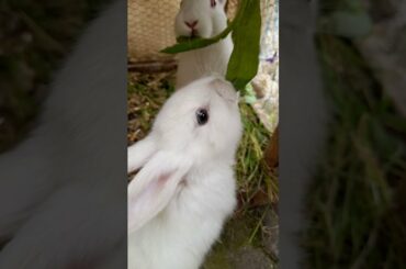 Cute Rabbit Video #short #shorts #rabbit #bunny #animal #viral #viralvideo #pets #pet #animals #cute