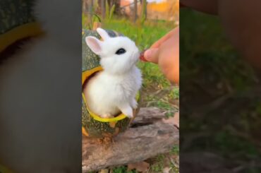 Cute Rabbit Video Animals #shorts #viral #animals #rabbit