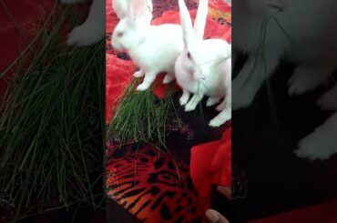 Cute rabbit || #shorts #viral #khargosh #tiktok #bhoot #cute #funny #pet #youtubeshorts