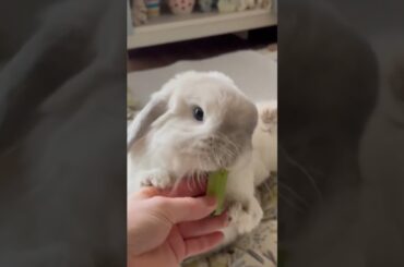 Rabbit Shorts #short #shorts #viral #youtube #ytshorts #shortvideo #viralvideo #rabbit #cute #baby