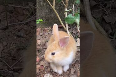 Just A Cute Baby Rabbit | #Shorts | #baby  | #Rabbit | #Cute | 2023 | 7 |