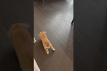 Cute bunny running!!