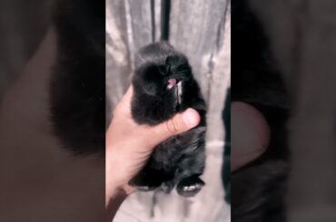 Cute Black Baby Rabbit #short #shorts #viral #ytshorts #ytshort #youtube #shortsvideo #viralshorts
