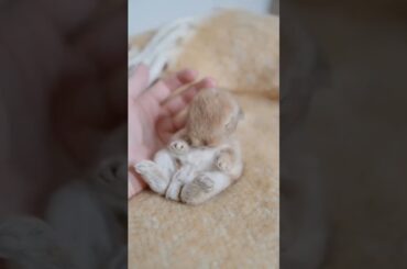 New Born Baby Rabbit #short #shorts #rabbit #bunny #animal #animals #viral #viralvideo #cute #baby