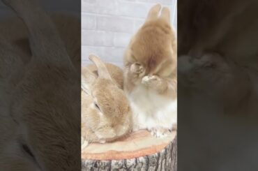 Cute Bunnies #short #shorts #viralshorts #baby #pet #pets #trending #viral#youtube #ytshorts #rabbit