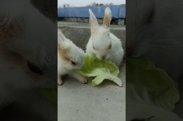 Baby bunny eating food #youtubeshorts #shorts #cute #song #pets #rabbit #bunny #viral #vegetables