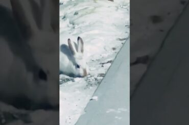 Cute rabbit! shorts #shortsvideo #shortsviral