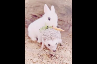 # cute rabbit with mouse#rabbitstogthereat#rabbitslover#shorts #youtubeshorts #wildlife#wonderlust.