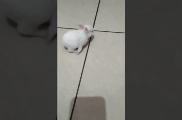 Baby rabbit trying to running. ...cute #short #trending