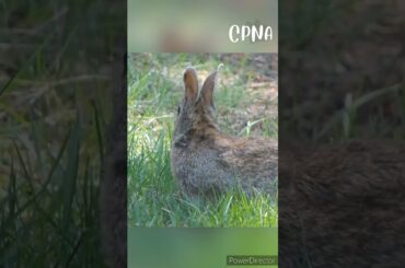 Cute Rabbit | Bunny #shorts #youtubeshorts #viral