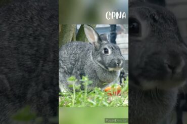 Cute Rabbit | Bunny #shorts #youtubeshorts #viral