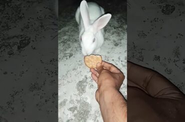 Cute Rabbit Eating#shorts #viral #trending #ytshorts