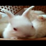 20 Days Old Cute Rabbit in Basket | Small Bunnies | New Zealand White | Pet Home