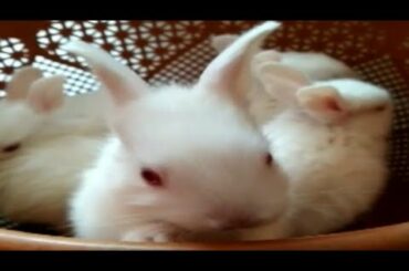 20 Days Old Cute Rabbit in Basket | Small Bunnies | New Zealand White | Pet Home