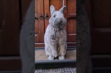 How Cute Rabbit #pet #pets #short #shorts #youtubeshort #animal #viral #ytshorts #shortsvideo #cute