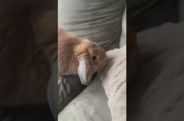 Cute bunny thinks he owns the couch!!!!!
