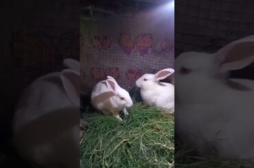 Cute Baby Rabbits Playing,Feeding Activities | Bunny Rabbit(Baby Rabbits)#RunnyRabbits #Babyrabbits