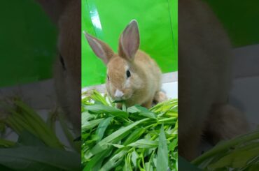 Cute bunny, Cute Bunny at Home, Beautiful Bunny #Short 003