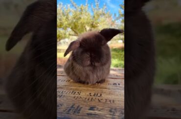 Rabbit Top 5 Video | Bunnies Video #viral #trending #rabbit #cute #baby #viralvideo#pet#pets#youtube