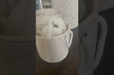 Cute bunny in basket!!!!