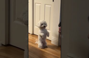 Baby bunny standing like baby human #shorts #puppy #dogs #cute