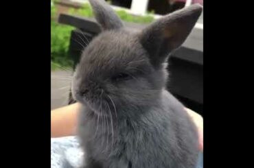 Cute Black Rabbit #short #shorts #youtubeshort #viral #ytshorts #animal#pets#pet#youtube#viralshorts