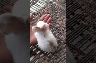 Cute baby bunny
