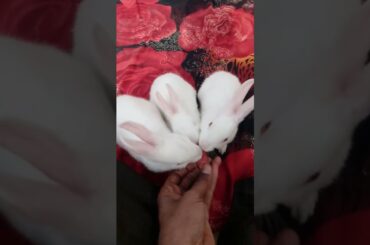 3 Cute rabbit || #shorts #viral #khargosh #cute #funny #tiktok #bhoot #youtubeshorts