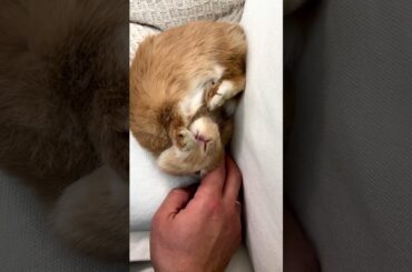 Cute Rabbit #short #shorts #viral #trending #youtube #ytshorts #viralshorts #viralvideo #shortvideo