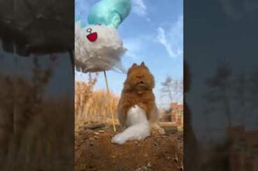 cute rabbit eating candy | pet rabbit || rabbit cartoon