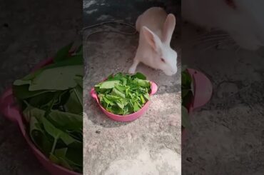 Cute Rabbit#shorts #trending #ytshorts #viral