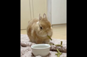 Cute Rabbit Eating Food #short #shorts #viral #youtube #ytshorts #viralshorts #trending #baby #pet