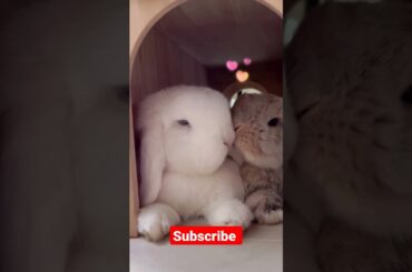 Cute Rabbit Couple loves each other #shorts #rabbit #rabbitlove