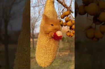 cute bunny #shorts #trending #youtubeshorts