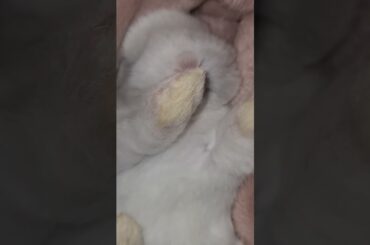 The Cutest Baby Bunny Ever! #shorts #bunny #pets