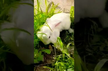 My friend #shorts #viral #bunny #rabbit #cute rabbit