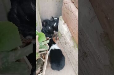 Cute baby bunny playing