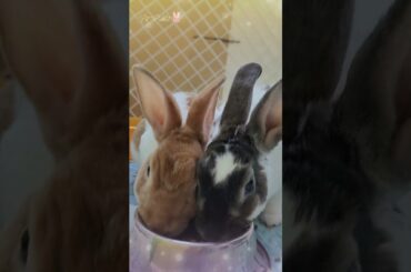 Funny and Cute Bunny - Super Cute Mini Rex Bunny Rabbits #minirex #bunny #rabbit