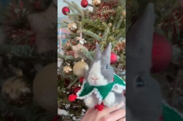 Cute Rabbit Christmas #animal #short #pets #shorts #pet #cutebunny #rabbit #viral #animals #bunny