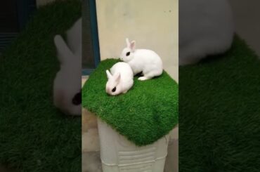 cute rabbit