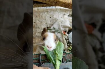 Cute Rabbit Eating #funnypets #funnyvideo #pets #rabbit