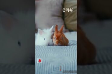 Cute Rabbit | Bunny #shorts #youtubeshorts #viral