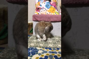Cute Rabbit Video Compilation #short #shorts #viralshorts #baby #pet #pets #viral #youtube #trending