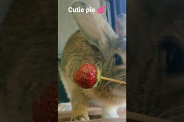 cute rabbit expressions #shorts #bunny