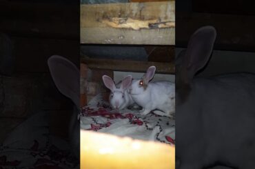 cute rabbit #shorts #viral